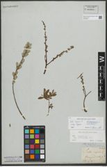 Foto von Salix repens subsp. repens L.